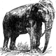 Ilustración de Topsy en 1902. Wikimedia Commons